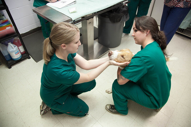 Two female veterinary assistants examine a red coated dog